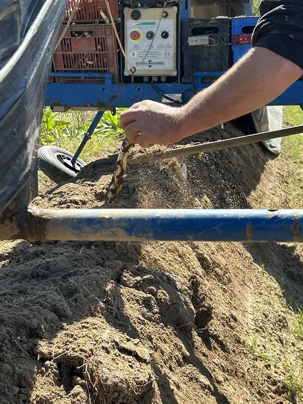 Agriculteur plantant une asperge
