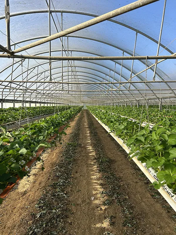 Allée d'une serre de fraisiers