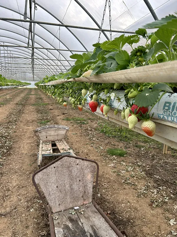 Fraisiers avec des fraises vertes et des fraises rouges