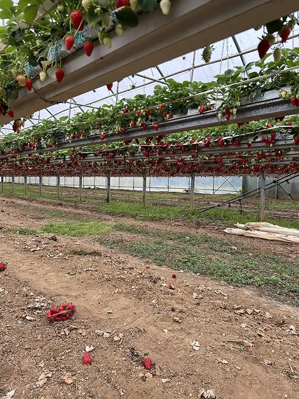 Fraisiers hors sol et fraises dans des barquettes