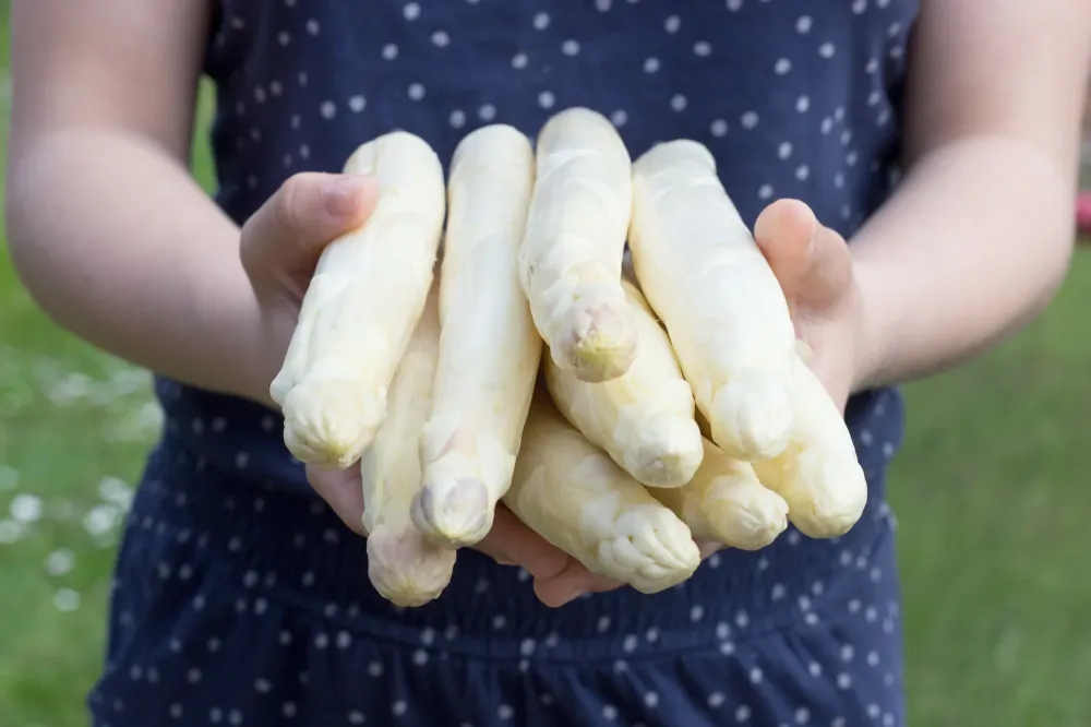asperges (2)
